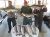 (02/05/2017) - Nice Striped Bass
